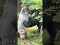The Strength of the Silverback Gorilla #silverbackgorilla