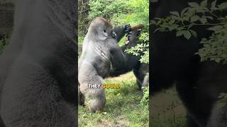 Download lagu The Strength of the Silverback Gorilla #silverbackgorilla mp3