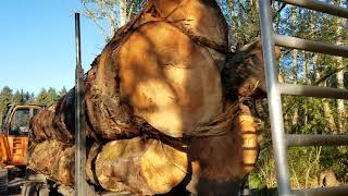 Load for the ugly parade