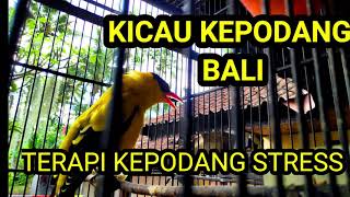 Download lagu PANCINGAN KEPODANG BUNYI ❗ (Pereda Stress-Suara Paduan Koloni Kepodang Bali) mp3