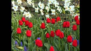 To The Morning - Dan Fogelberg