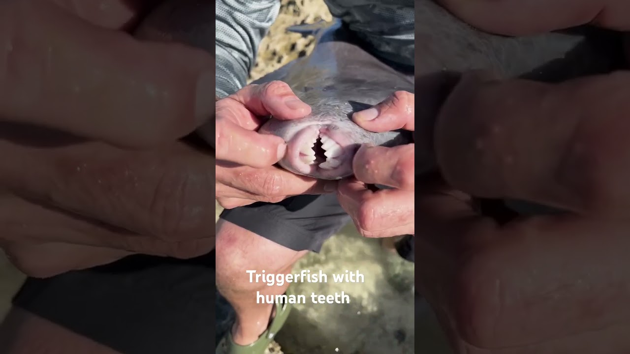 Encountering a Triggerfish with Powerful Teeth