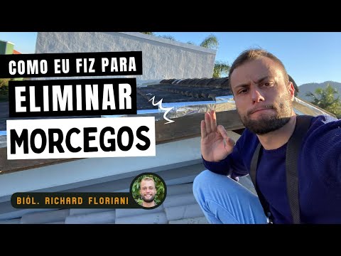 Como eu faço para eliminar morcegos do telhado: Método 100% eficaz - Biólogo Richard Floriani