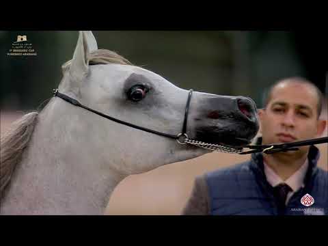 N.65 SULTAN AL OBAID - The Breeders Cup - Kuwait 2020 - S E - Yearling Colts (Class 2A)