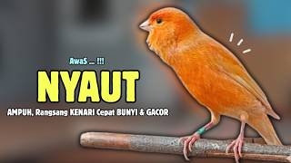 Download lagu Kenari GACOR Panjang Suara PANCINGAN Kenari PAUD Belajar Bunyi Ngeriwik | Masteran Kenari Paud #702 mp3 Download lagu Kenari GACOR Panjang Suara PANCINGAN Kenari PAUD Belajar Bunyi Ngeriwik | Masteran Kenari Paud #702 mp3