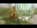 Daisy Wild - EDP