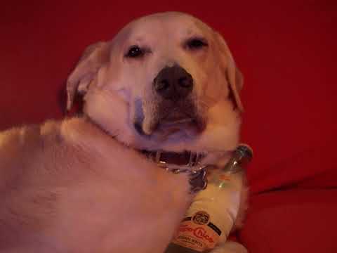 A TOPO CHICO-HEAD FREAKS OUT! | #KTL22P