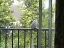 Charming The Birds From The Trees Download Clip mp3 and Mp4
