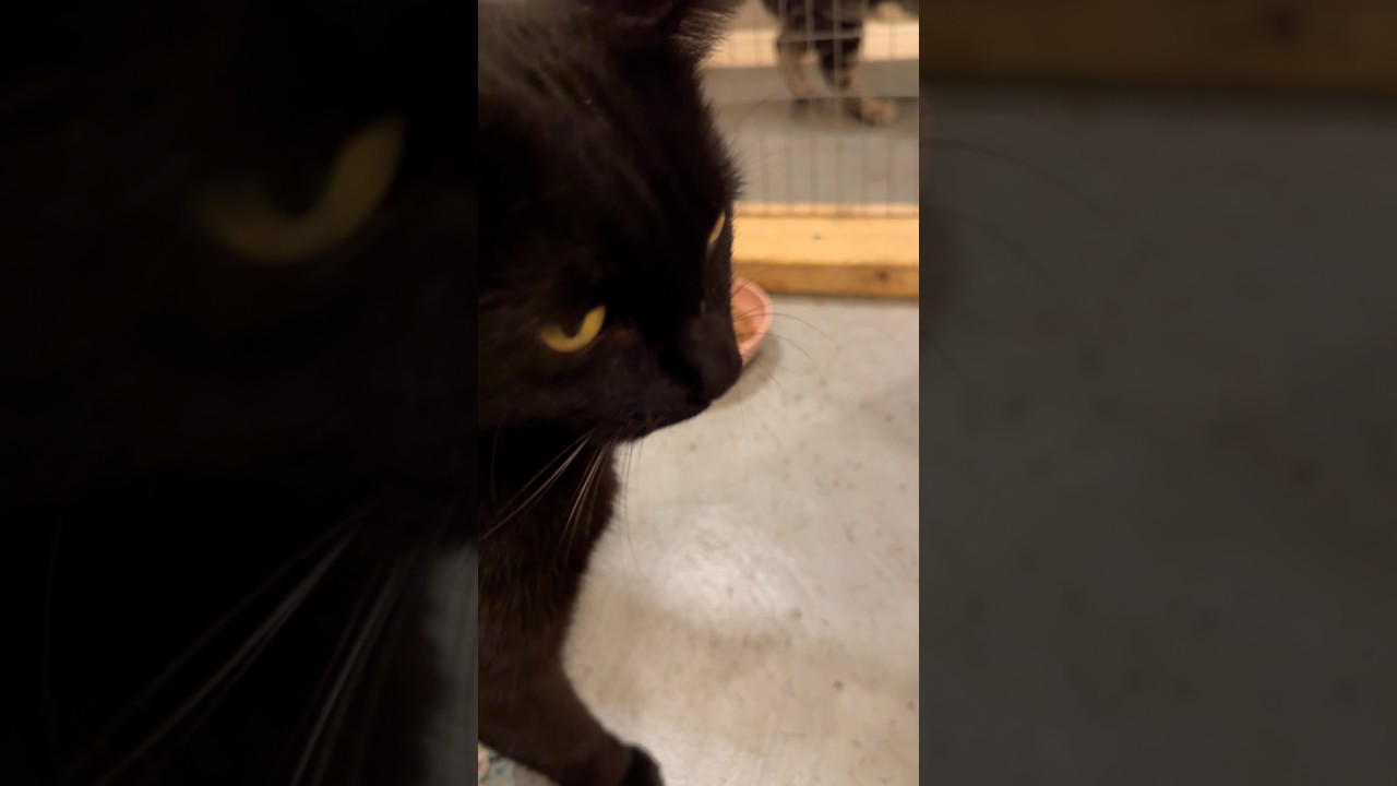 Maci, a Adoptable Domestic Short Hair in Belding, MI video 3/3