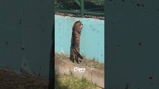 Miren lo que hace este gatito #viralvideo