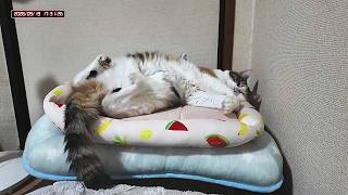 三毛猫フミちゃん  LIVE配信    2026年9月19日　calico cat　(LIVE stream)