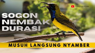 Download lagu π₯ PANCINGAN SOGOK ONTONG NEMBAK DURASI β MUSUH LANGSUNG NYAMBER! π₯#pancingansogon #kicaumania mp3 Download lagu π₯ PANCINGAN SOGOK ONTONG NEMBAK DURASI β MUSUH LANGSUNG NYAMBER! π₯#pancingansogon #kicaumania mp3