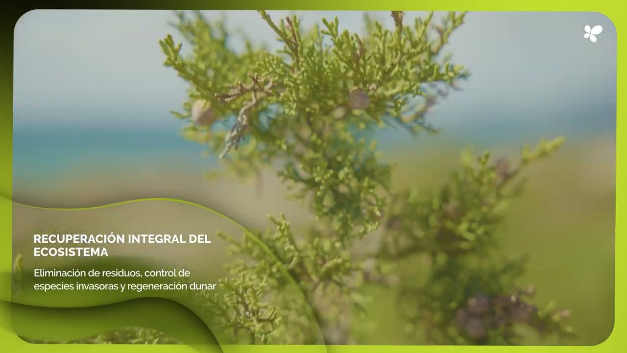 Palma activa la restauración ambiental del litoral de Es Carnatge