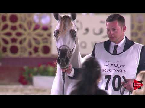N.70 ATIQ AL KHEESA - 2019 Qatar International show - Yearling Colts (Class 4B)