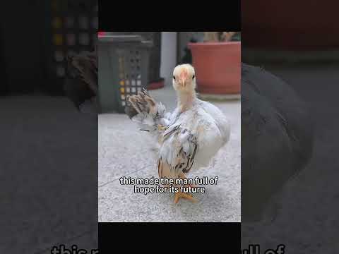 He bought a chicken to serve guests, only to find an egg inside it—and he decided to hatch it