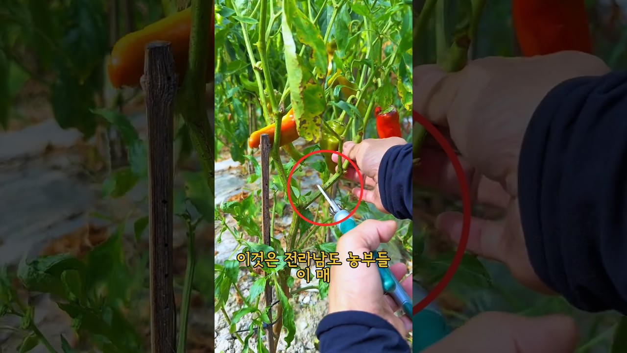 오래된 가지를 잘라 새 열매를 얻다