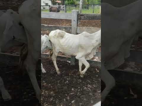 na compra do gado Araguapaz -go ✅#nelore #roça #gado #nalida