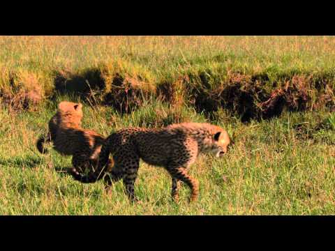 African Cats (Clip 'African Morning')