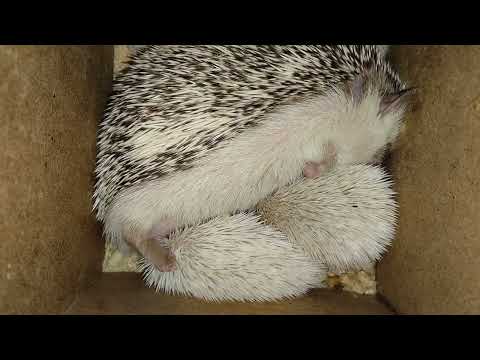 🥰🦔Ёжики- мамины сыночки❤️ Cute and funny hadgehogs. #ezhikafro #hedgehog #hedgehoglover #cuteanimals