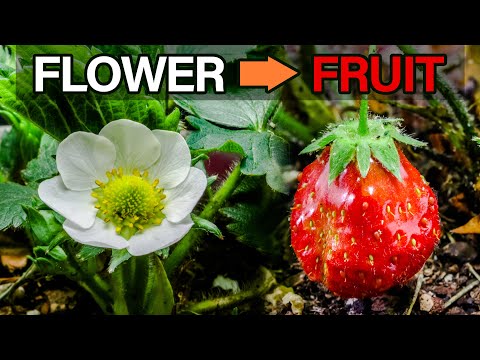 Strawberry Flower to Fruit Time-lapse (Aphids Issue)