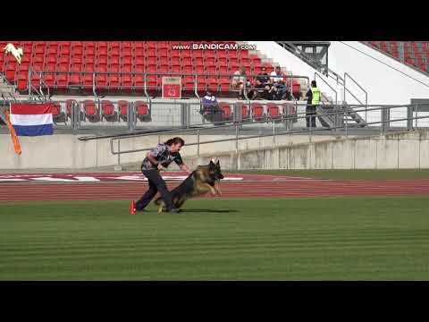 1540 Esteemed K9's Mad Max - TSB BSZS-2023