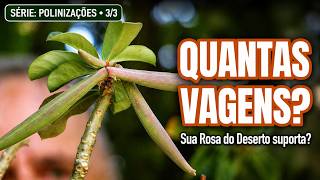 Quantas Vagens Posso Manter em uma Rosa do Deserto? | Playlist Polinizações 3/3 – Valmor Adenium