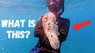 Bizarre Ocean Animals You Won't Believe Exist (Hawaii)