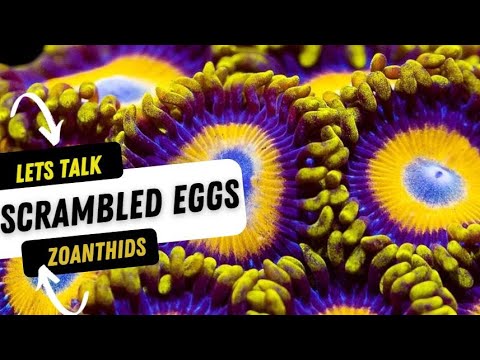 Scrambled Eggs Zoanthids Zoa