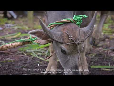 Aruh Adat Mambatur (Nimbuk)