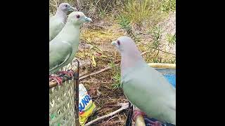 Download lagu Pikat punai super gacor n jinak mp3 Download lagu Pikat punai super gacor n jinak mp3