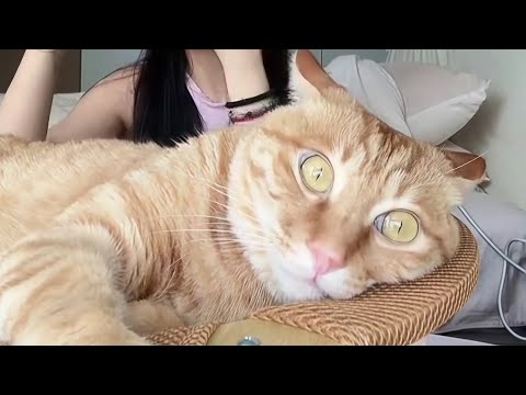Les chats : imprévisibles et complètement fous