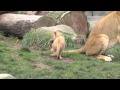 Lion cub triplets pounce on each other and their mom