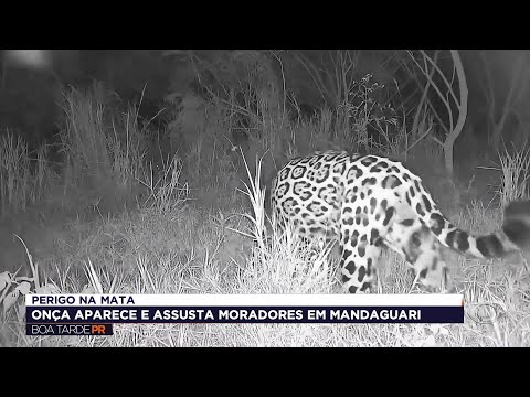 Narcisista e faminta: a onça-pintada que virou estrela de cinema e pesadelo dos galinheiros em Mandaguari