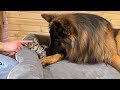 100-Pound German Shepherd Takes Care Of His 1 Pound Kitten