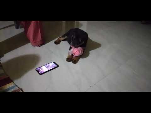 Vedanshi's Rottweiler getting cranky😎