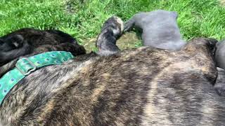 Cane Corso pups first time outside