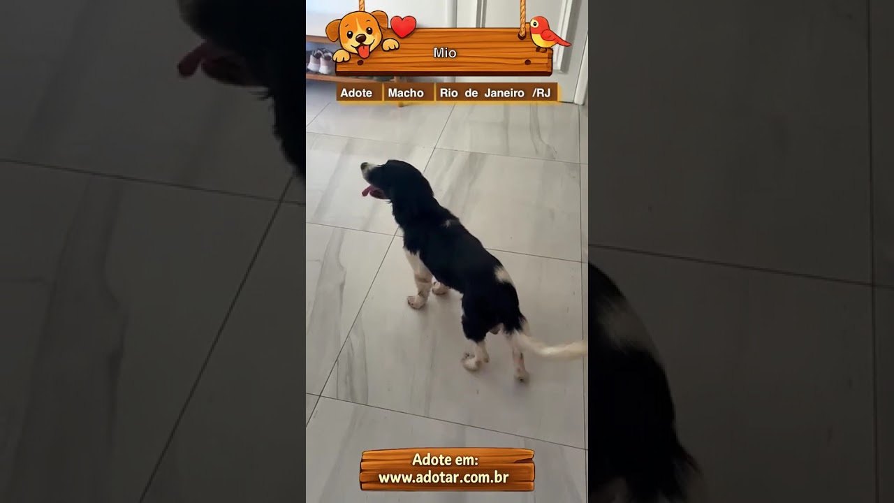 Cachorro raça Cocker idade 6 ou mais anos nome Mio