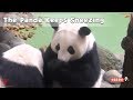 The Panda Keeps Sneezing | iPanda