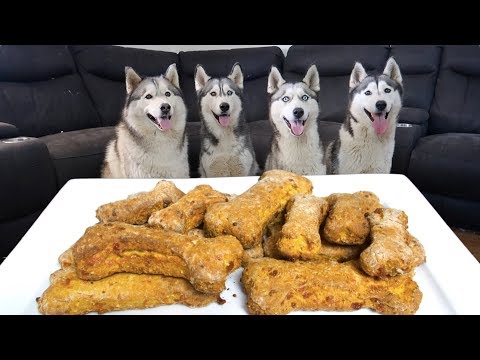 download lagu mp3 mp4 Cheese Please Dog Treats Recipe, download lagu Cheese Please Dog Treats Recipe gratis, unduh video klip Cheese Please Dog Treats Recipe