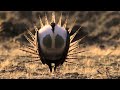 Body Popping Sage Grouse Nature S Greatest Dancers BBC