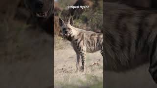 Download lagu Striped Hyena. #hyena  #animals #mammals #wildlife #indianwildlife #natgeo #natgeowild mp3