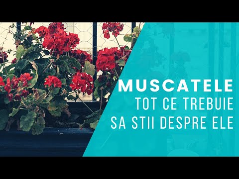 , title : 'Mușcatele - cum le ingrijim | Floricultura | VIAȚA ÎN GRĂDINĂ'