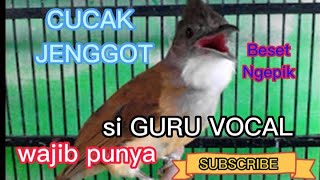 Download lagu Masteran AMPUH !! Guru Vocal Favorit juri Suara cucak jenggot beset ngepik, jeda dan jernih suaranya mp3