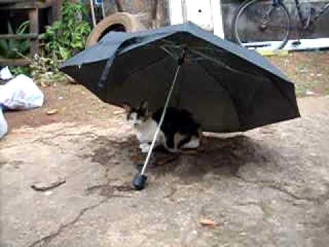 ANITA (a gata mendiga)