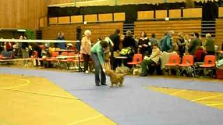 preview picture of video 'Maidenhead & District Canine Society 315 class open show, Basset Fauve De Bretagne ,'