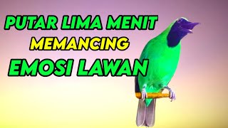 Download lagu Masteran Dan Terapi Cucak Ijo Drop Mental,Birahi Melet & Macet Bunyi Dengar ini Auto Langsung Nyaut. mp3 Download lagu Masteran Dan Terapi Cucak Ijo Drop Mental,Birahi Melet & Macet Bunyi Dengar ini Auto Langsung Nyaut. mp3