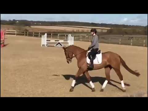 Pacino ( diamant de semilly )