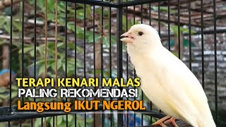 Download lagu kenari gacor panjang Cuit Cuit EMOSI, Pancingan Kenari Paud Belajar Bunyi, terapi AMPUH Kenari MACET mp3