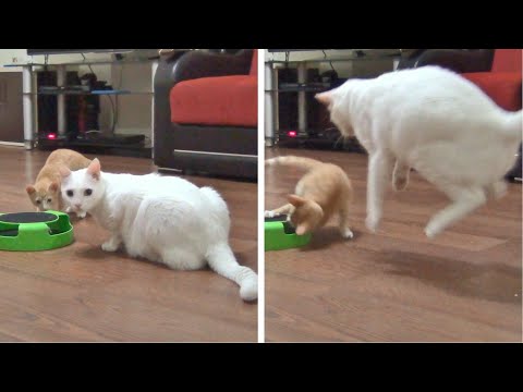 Kitten Likes to Pounce On Big Brother