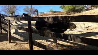 Ostrich In Time